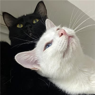 Basuki Hadimuljono avatar